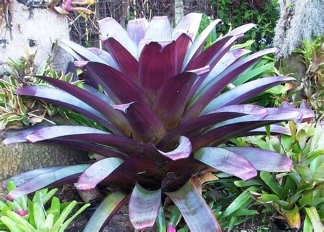 Alcantarea Silver Plum Bromeliads Australian Garden Plants