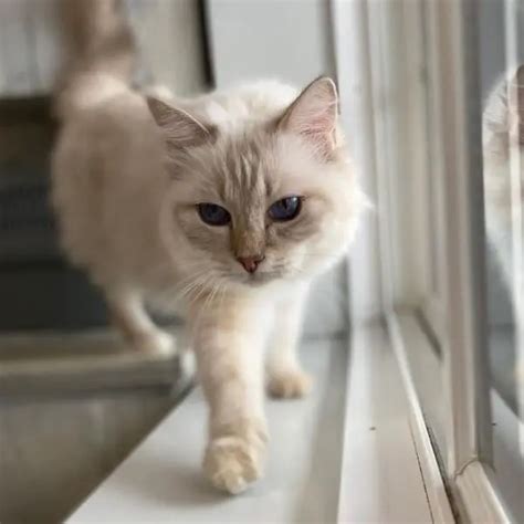 Lynx Point Ragdoll Cats Everything You Need To Know Catspurfection