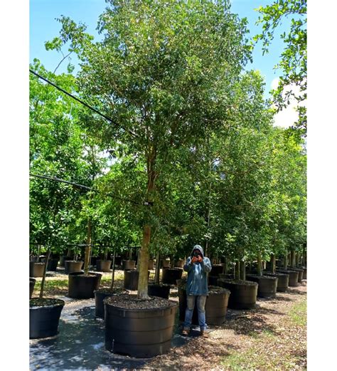 Florida Oak Trees For Sale Tanesha Gentry