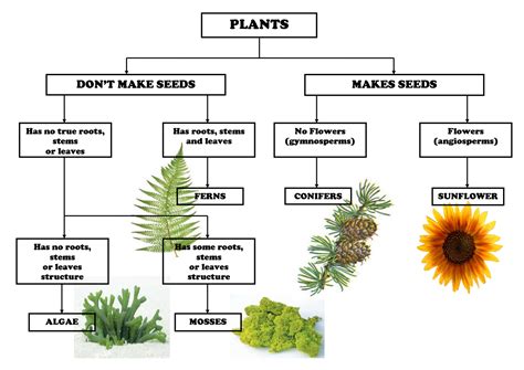 Plant Classification Chartpdf Classifying Plants Plant