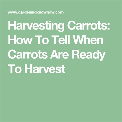Growing and harvesting carrots is a great way to take advantage of their nutritional benefits. Carrot Harvest Time - How And When To Pick Carrots In The ...