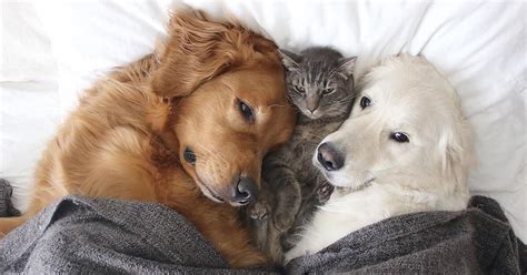 Once upon a time in a fairy tale land a cat and a dog were friends. Love Knows No Species With These Adorable Animal Friends