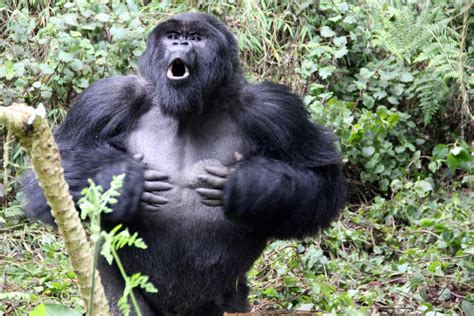 Chest Beating Gorillas Dont Bluff Honest Signal Of True Body Size
