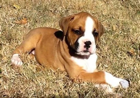 But please remember, i'm only 1 person, so i truly thank you in advance for your patience with the puppy process. European Boxer Puppies! Only 2 Available!! for Sale in ...