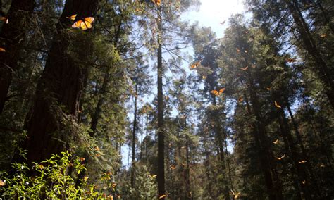 Extreme Weather Threatens Monarch Butterfly Habitat Stories Wwf