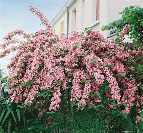Looking for shrubs that are shade loving? Pink Weigela | Weigela florida 'Rosea' | CANADA