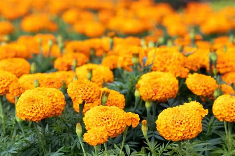 26 Types Of Marigold Plants Including Photos And Facts Naturallist 2022