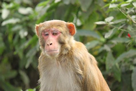 Psbattle This Sad Monkey With Heterochromia Photoshopbattles