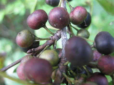 All trees have clues and features that can help with identification. Trees: Trying to identify a common tree with small round ...