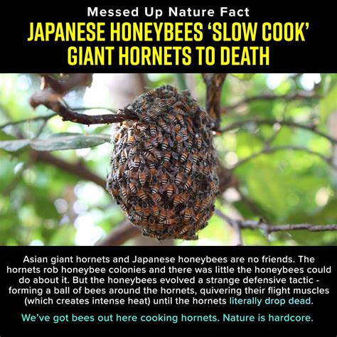 Japanese Honeybees Slow Cook Giant Hornets To Death Rnatureismetal