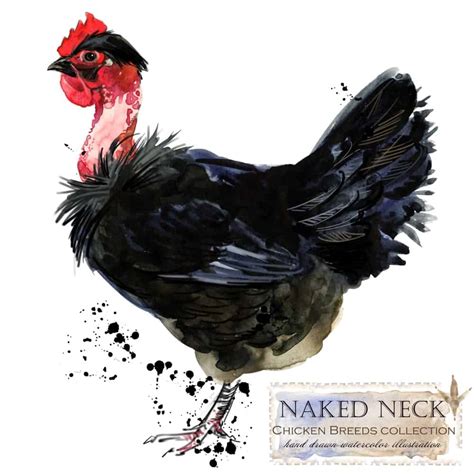 12 Different Types Of Chickens Breeds Nayturr