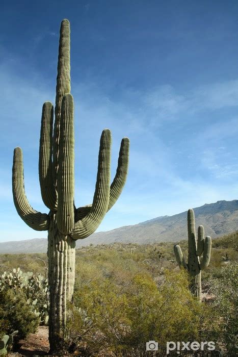 Daniel appel (l), a firefighter with engine 84 from the lassen national forest in california. Giant Saguaro Cactus, Saguaro National Park, Arizona ...