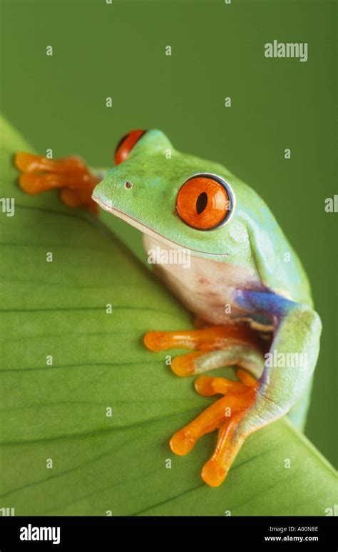 Red Eyed Tree Frog Stock Photo Alamy