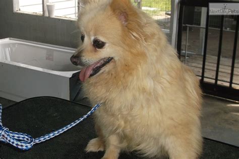 Things are happening at the montreal spca! Pomeranian puppy for adoption near Okaloosa / Walton ...