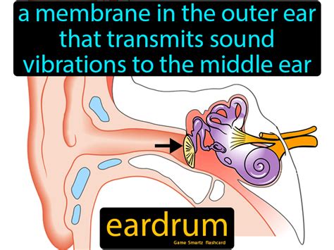 Eardrum Definition A Membrane In The Outer Ear That Transmits Sound