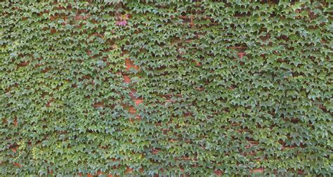Wallpaper Mural Ivy On Brick Wall Muralunique