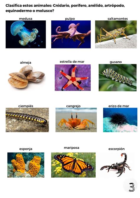 Ficha Online De Animales Invertebrados Animales Invertebrados