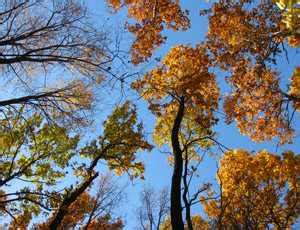 Наступила осень пожелтели листья на деревьях - Осенние истории ...