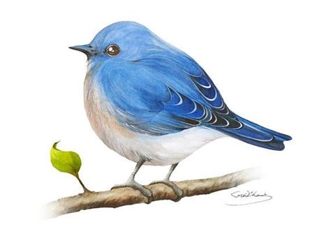 Bluebird Painting Watercolor Bluebird 5 X 7 Print Etsy Bluebird