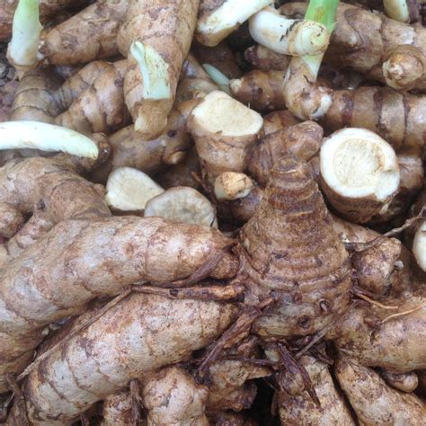 Curcuma Aromatica Rhizomes Real And Rare Aromatic Turmeric Etsy