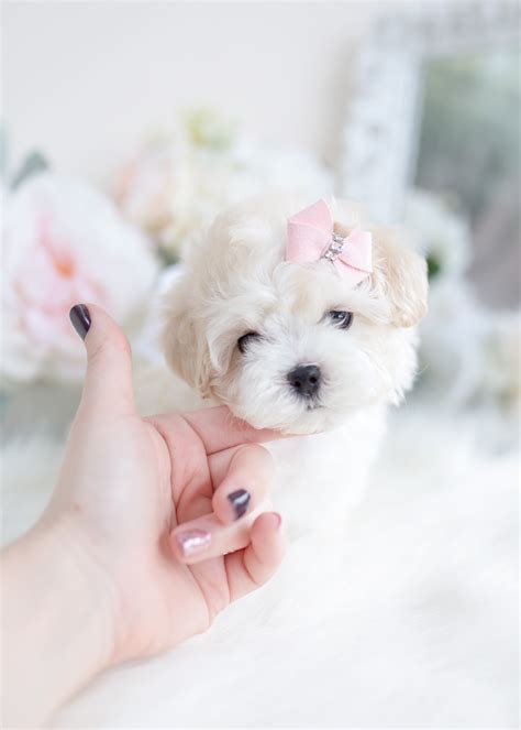 This is a great choice for a maltipoo breeder in texas. Maltipoo Puppy For Sale | Teacup Puppies & Boutique