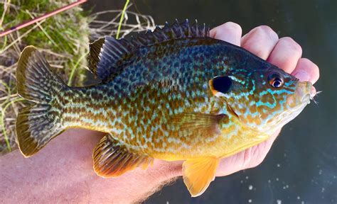 Redear Or Green Sunfish Rfishing