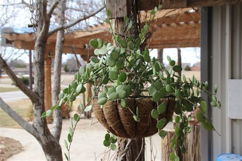 This plant literally looks like it has little silver dollars on those long vines! A Most Unusual Succulent Vine | Alice Liles