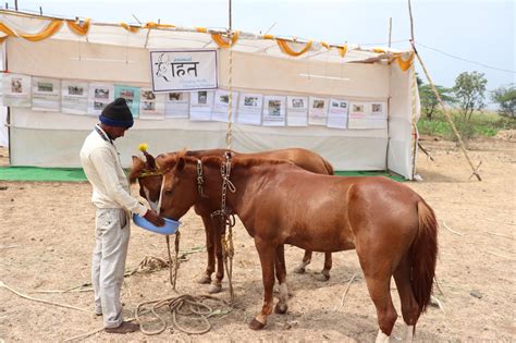 Chinchali Fair 2020 Thousands Of Animals Helped Peta