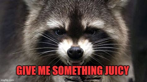 Image Tagged In Evil Racoon Imgflip