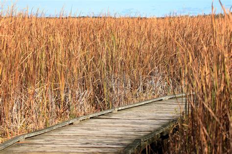 Boardwalk Through A Marsh Lined With Reeds Stock Image Image Of