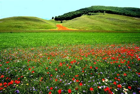 Never plant deeper than it was for this can be harmful to the cacti. The Sibillini Hills, I Monti Sibillini, Umbria, Marche ...