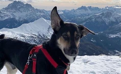 New horizons has six rocks that spawn in random locations around the map. Top 55 Great Mountain Inspired Dog Names | PetPress