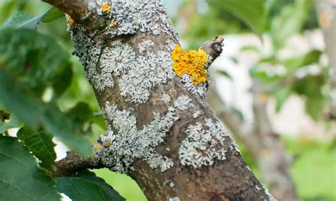 Tree Fungus Types The Most Common And Their Symptoms
