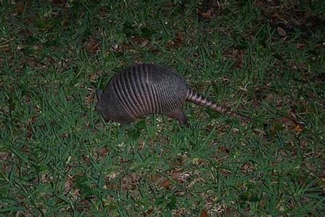 What Animal Digs Holes In Yard At Night In Florida - what animal digs holes in yard at night in florida