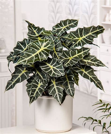 Check spelling or type a new query. 34 Poisonous Houseplants For Dogs - Gardenoholic