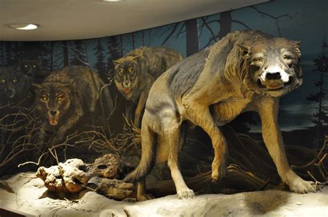 Dire Wolves Extinct Interesting Facts About The Dire Wolf An Extinct