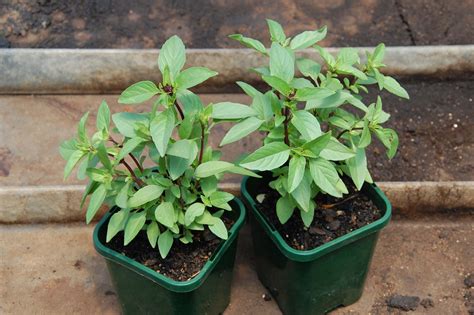 We did not find results for: 10 Indoor Plants That You Can Grow in Your House Right Now ...