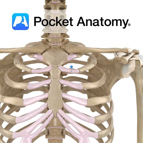 Costal Cartilage Pocket Anatomy