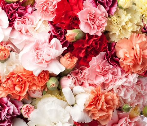 Whenever you do google searches, you might have considered searching for wholesale flowers near me. Do Carnations have a royal connection? Can I order ...