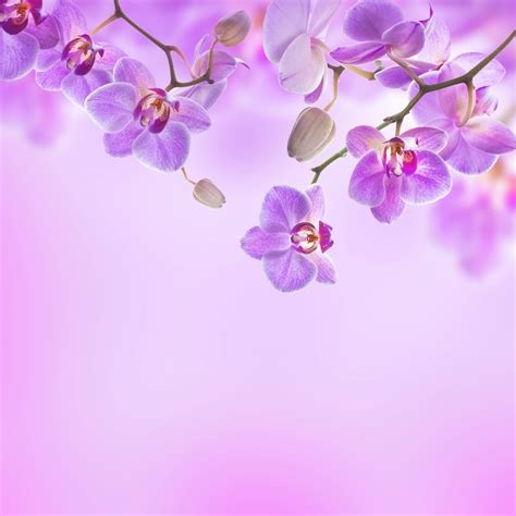 Purple Orchid Background Purple Orchids Orchid Illustration Orchid
