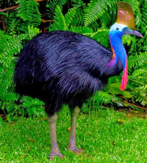 Gambar fauna asiatis, fauna peralihan dan fauna autralis 1. Gambar Fauna Australis Asiatis