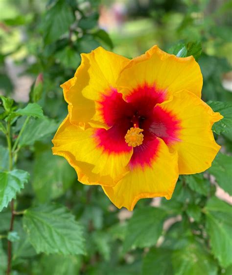 Exotic Yellow Hibiscus Starter Live Plant 3 5 Inches Tall Etsy