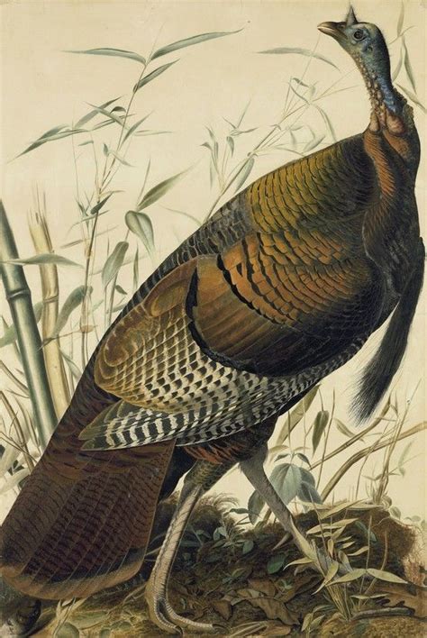John James Audubon 17851851 Wild Turkey Meleagris Gallopavo