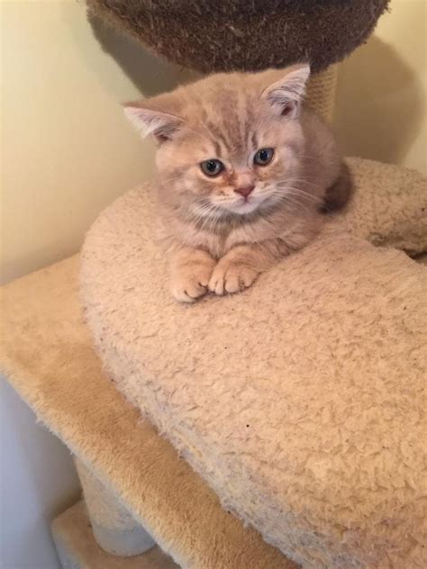 Bsh Kittens In Portadown County Armagh Gumtree