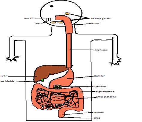 List of human body parts. Internal Body Parts Diagram - ClipArt Best