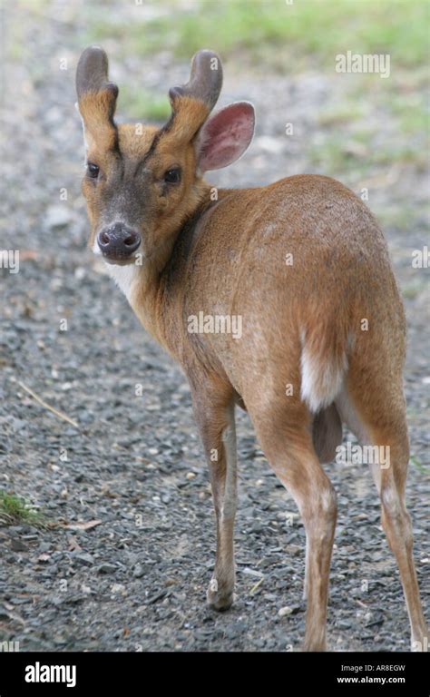 Indian Muntjac Deer Muntiacus Muntjak Male Stock Photo Alamy