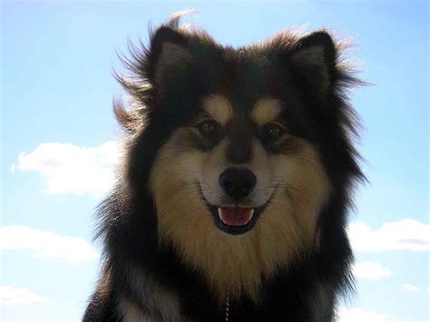 Get all you need at zooplus. finnish Lapphund photo | Finnish Lapphunds # ...
