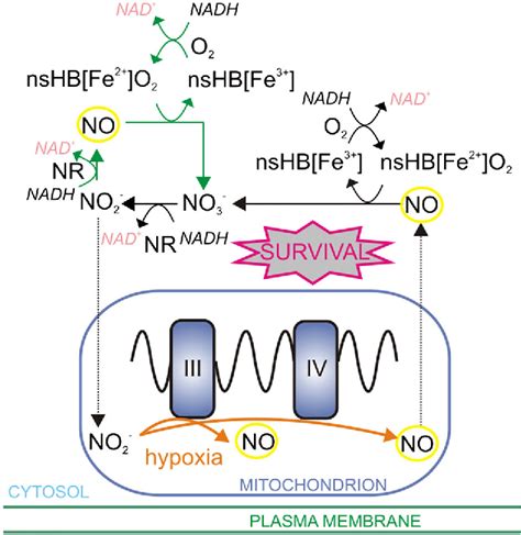 New Insights Into Reactive Oxygen Species And Nitric Oxide Signalling