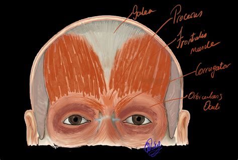 Anatomy Head And Neck Frontalis Muscle Statpearls Ncbi Bookshelf