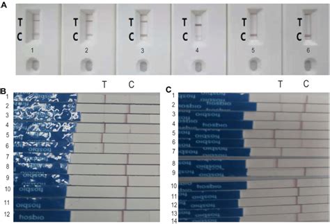 We Tested The Samples With Crispr Immunochromatographic Strips With Download Scientific Diagram